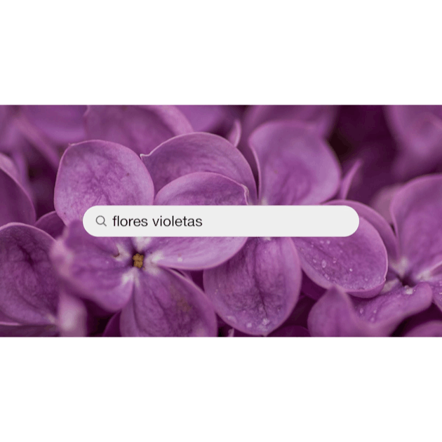 Imágenes de Flores Violetas | Descarga imágenes gratuitas en Unsplash