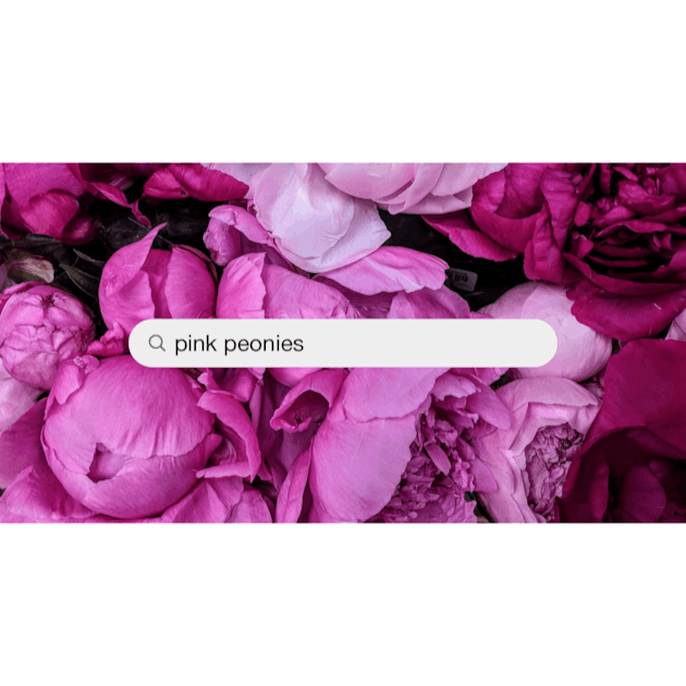 Pink Peonies Pictures  Download Free Images on Unsplash