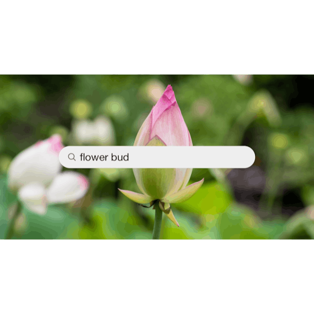 30k+ Flower Bud Pictures  Download Free Images on Unsplash