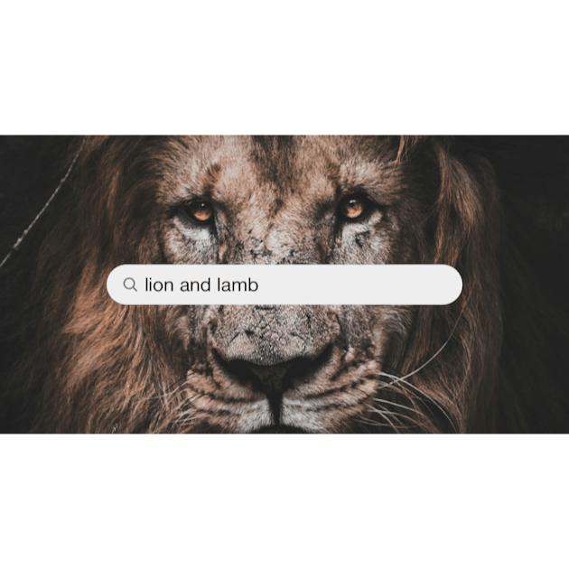 Lion And Lamb Pictures  Download Free Images on Unsplash