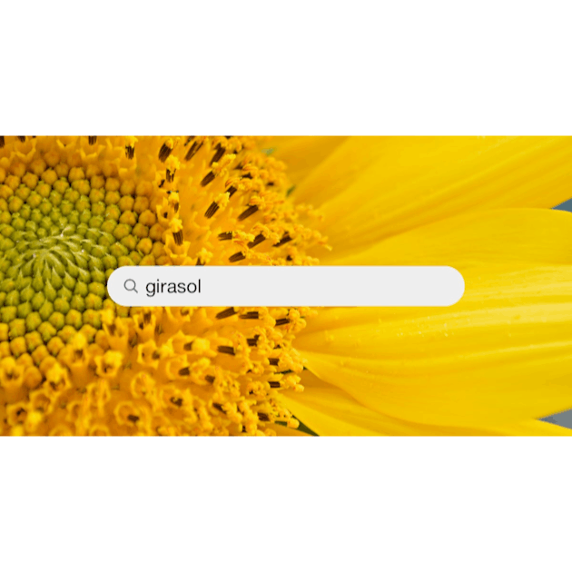 Girasol Pictures | Download Free Images on Unsplash