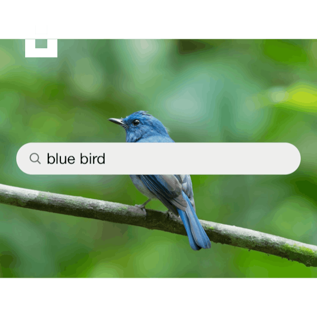 Blue Birds Set Stock Illustration - Download Image Now - Bird