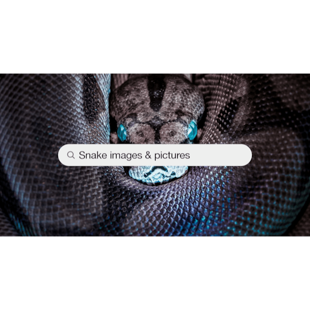 Texture Reptiles Stock Illustration - Download Image Now - Animal Scale,  Snake, Snakeskin - iStock