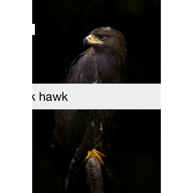 72,932 Black Hawk Bird Images, Stock Photos, 3D objects, & Vectors