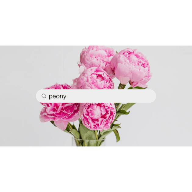 500+ Peony Pictures [HD]  Download Free Images & Stock Photos on