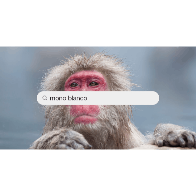 Más de 1000 imágenes de monos blancos | Descargar imágenes gratis en  Unsplash
