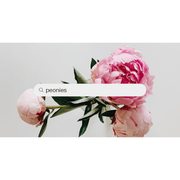 100+ Peonies Pictures  Download Free Images on Unsplash