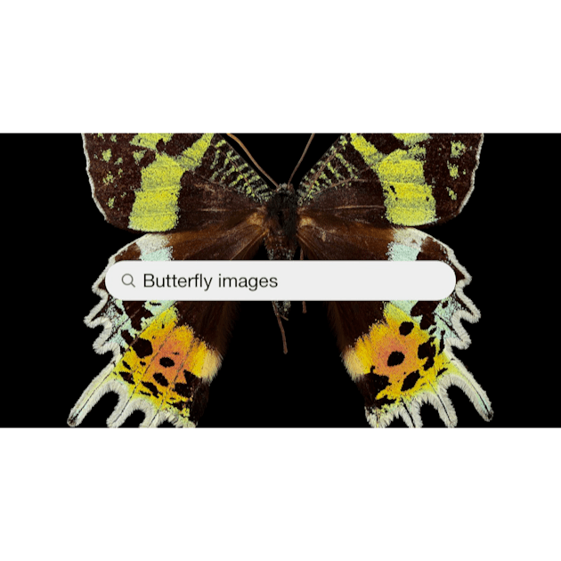 47,364 Butterfly Species Royalty-Free Images, Stock Photos