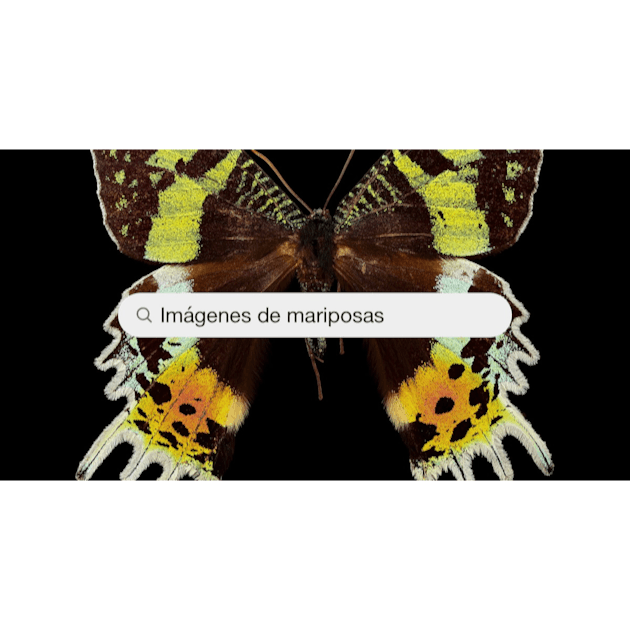 Más de 100 imágenes de mariposas [HQ] | Descargar imágenes gratis en  Unsplash