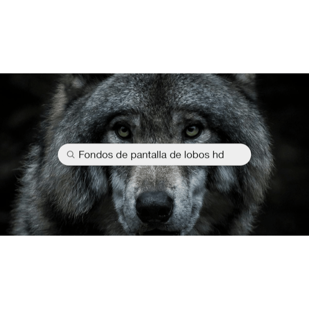 Wolf Wallpapers: Descarga HD gratuita [500+ HQ] | Unsplash