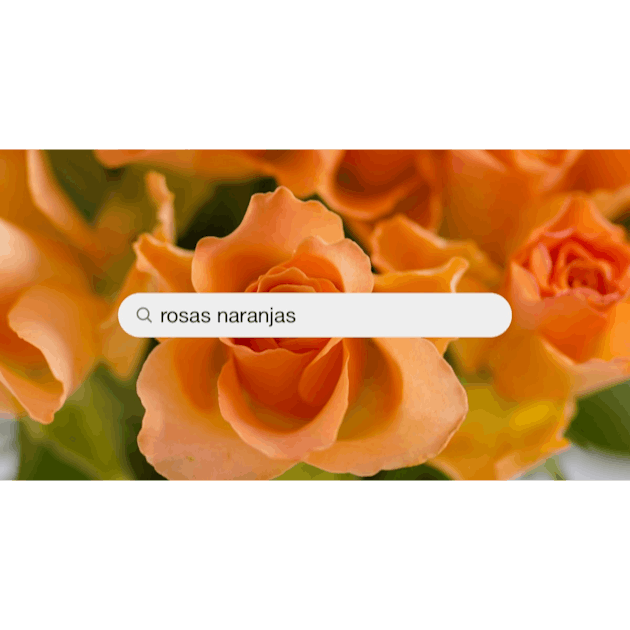 Imágenes de Rosas Naranjas | Descarga imágenes gratuitas en Unsplash