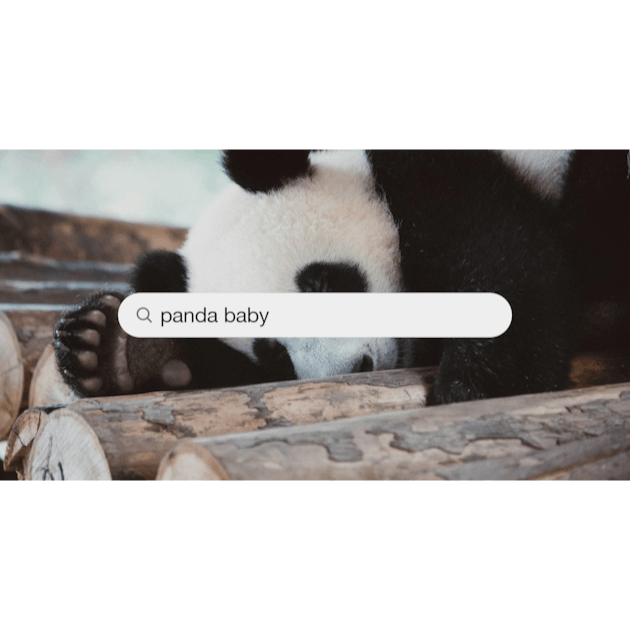 Panda Baby Pictures | Download Free Images on Unsplash