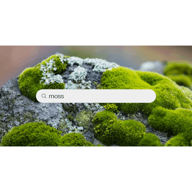 500+ Moss Texture Pictures [HD]  Download Free Images on Unsplash