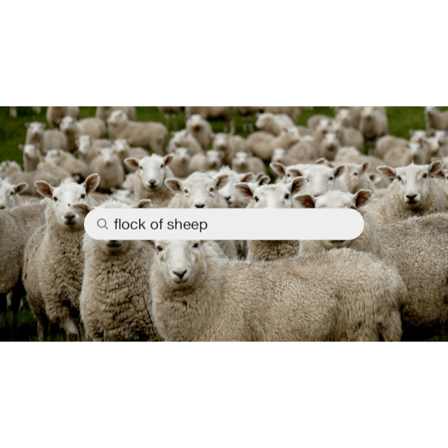 Flock Of Staring Sheep Stock Photo - Download Image Now - Sheep, Herd, Flock  Of Sheep - iStock