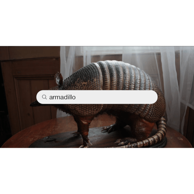 Armadillo Pictures  Download Free Images on Unsplash