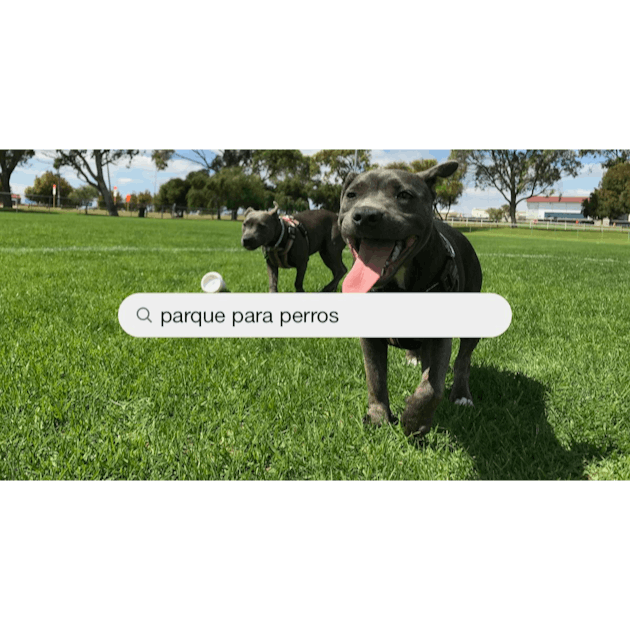 50,000+ Fotos de Dog Park  Descargar imágenes gratis en Unsplash