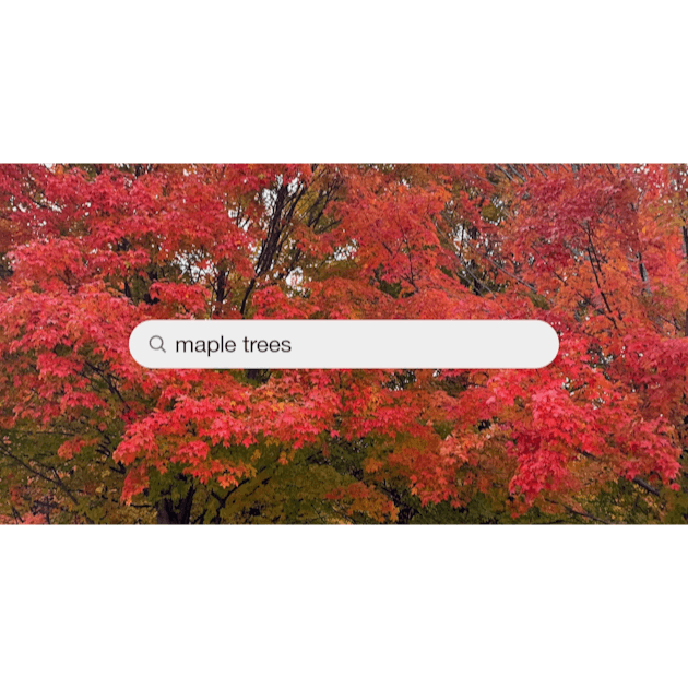 50,000+ Maple Leaves Pictures  Download Free Images on Unsplash