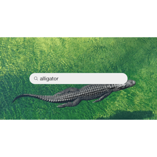 100+ Alligator Pictures | Download Free Images on Unsplash