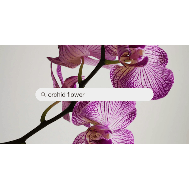Orchid Flower Pictures | Download Free Images on Unsplash