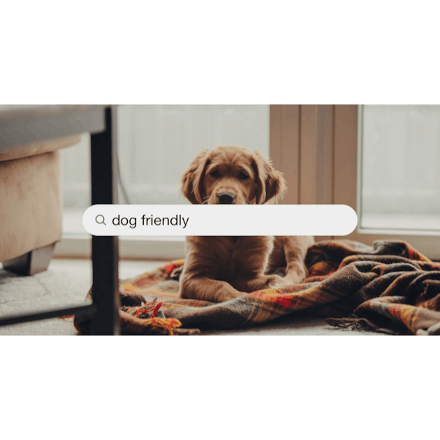 Imágenes de Relaxed Dog  Descarga imágenes gratuitas en Unsplash