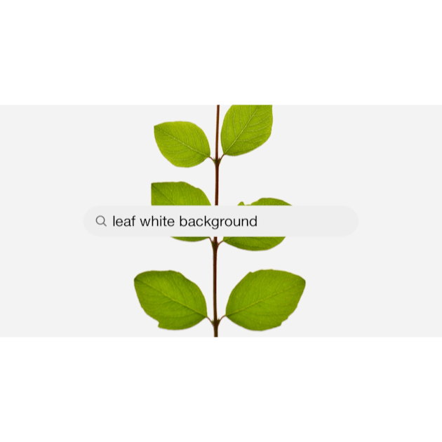 Leaf White Background Pictures | Download Free Images on Unsplash