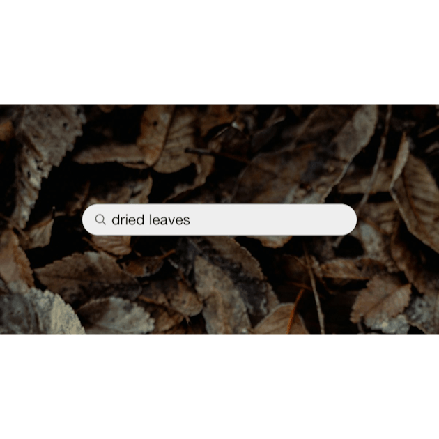 Dried Leaves Pictures  Download Free Images on Unsplash