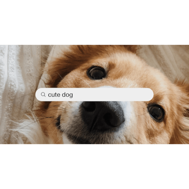 500+ Cute Dog Pictures [HD] | Download Free Images on Unsplash