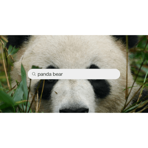 Panda Bear Photos, Download The BEST Free Panda Bear Stock Photos & HD  Images