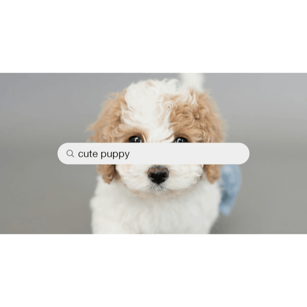 550+ Cute Puppy Pictures | Download Free Images on Unsplash