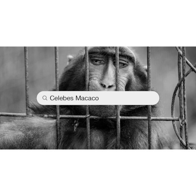 51 fotos de stock e banco de imagens de Macaco Preto Das Celebes