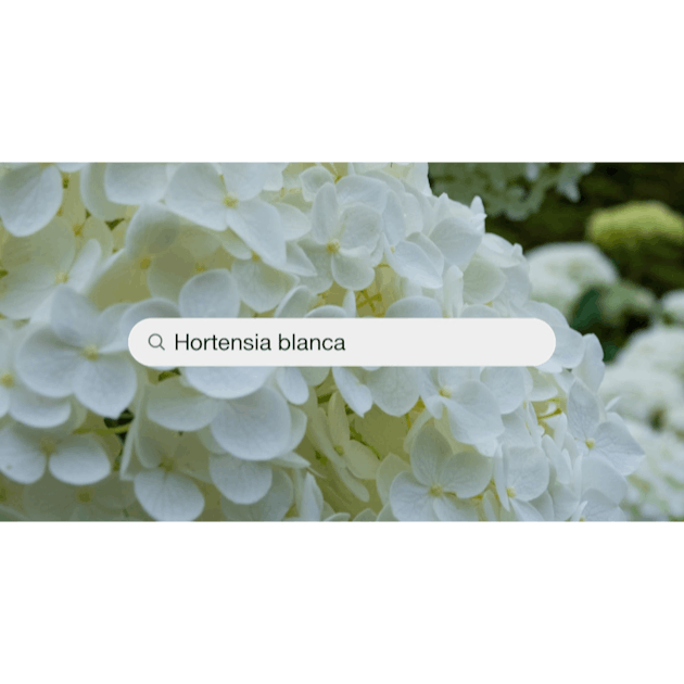 Imágenes de Hortensia Blanca | Descarga imágenes gratuitas en Unsplash