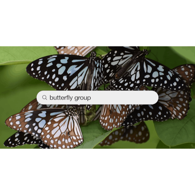 Butterfly Group Pictures | Download Free Images on Unsplash