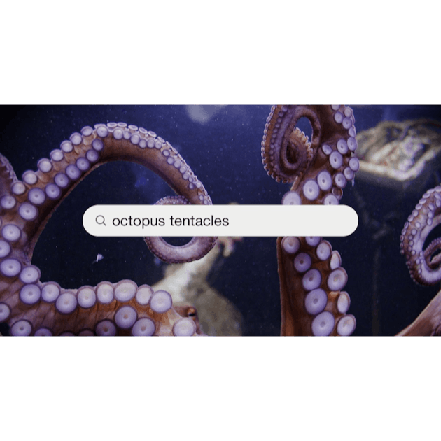 Octopus Tentacles Pictures  Download Free Images on Unsplash