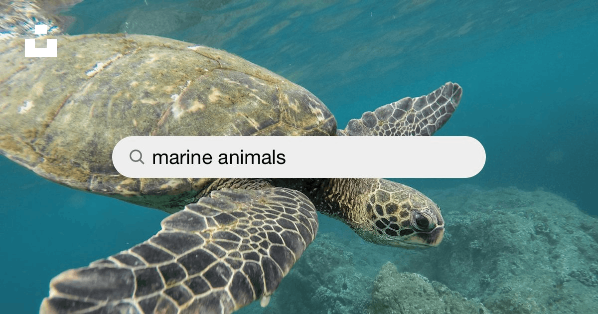 Marine Animals Pictures | Download Free Images on Unsplash