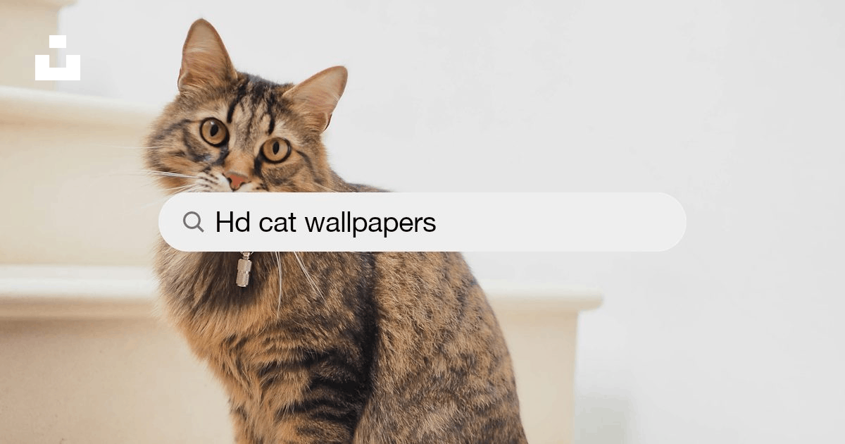 Cat Wallpapers: Free HD Download [500+ HQ] | Unsplash