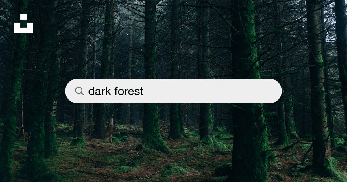 500+ Dark Forest Pictures [HD] | Download Free Images on Unsplash