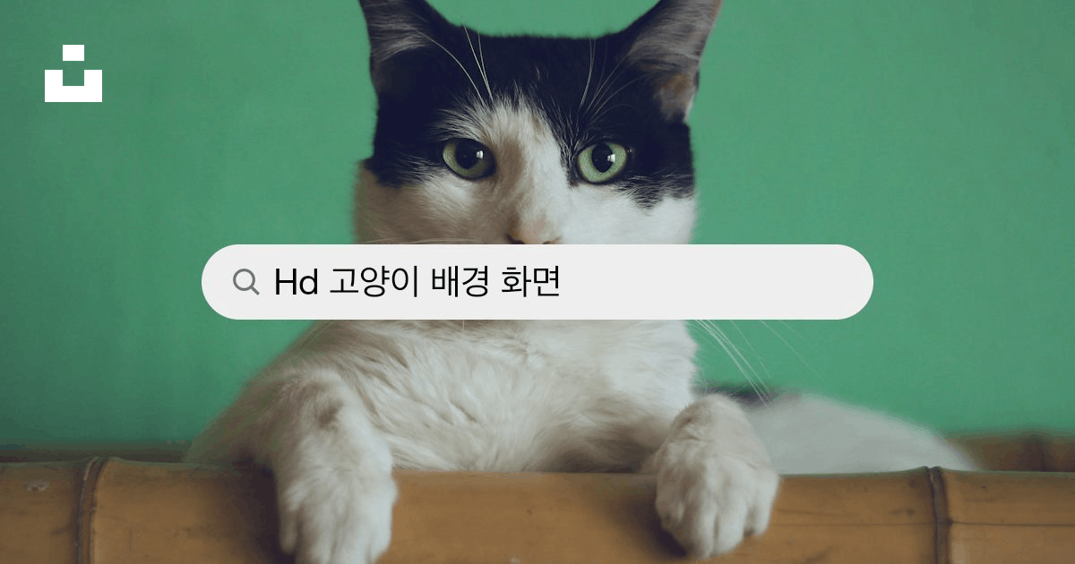 고양이 배경 화면 : 무료 Hd 다운로드 [500+ Hq] | 언스플래쉬
