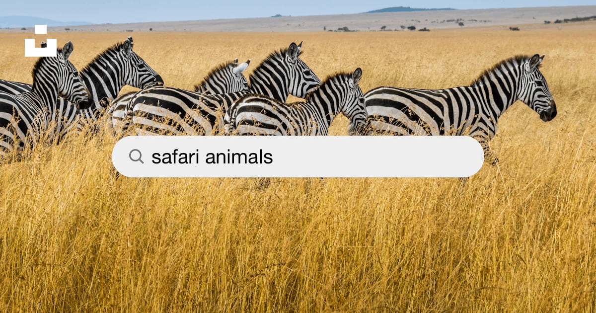 Safari Animals Pictures | Download Free Images on Unsplash