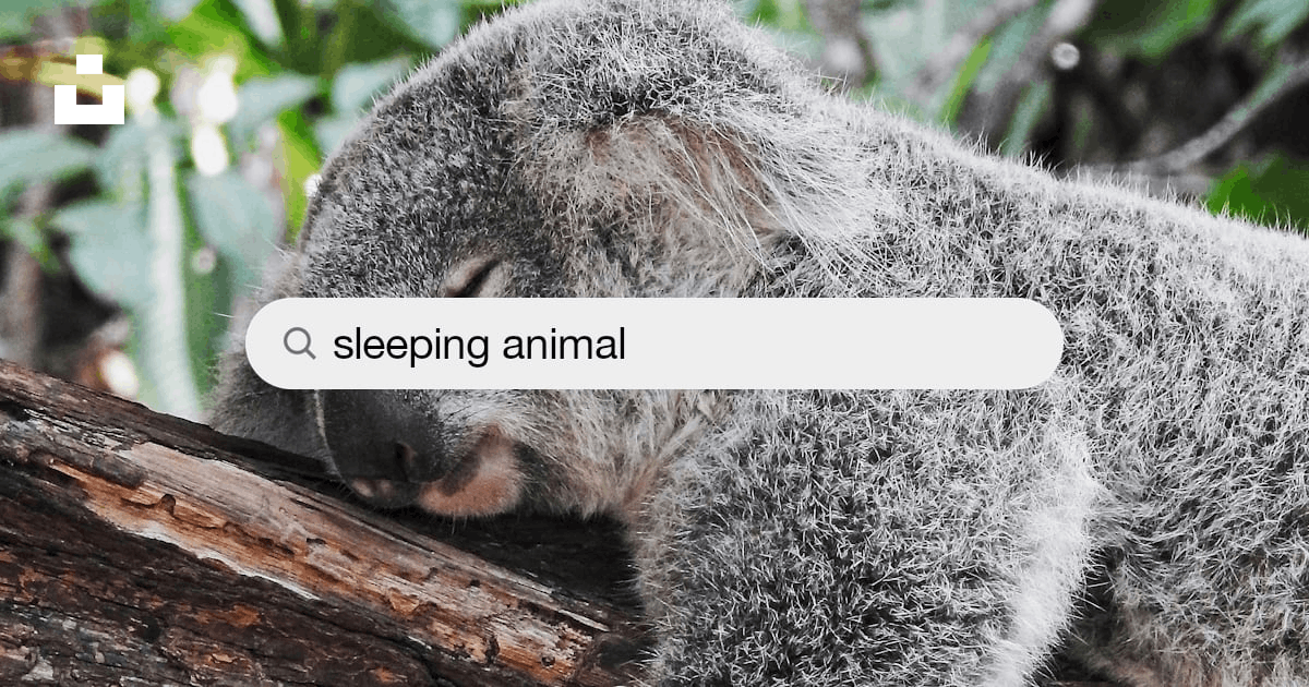 Sleeping Animal Pictures | Download Free Images on Unsplash