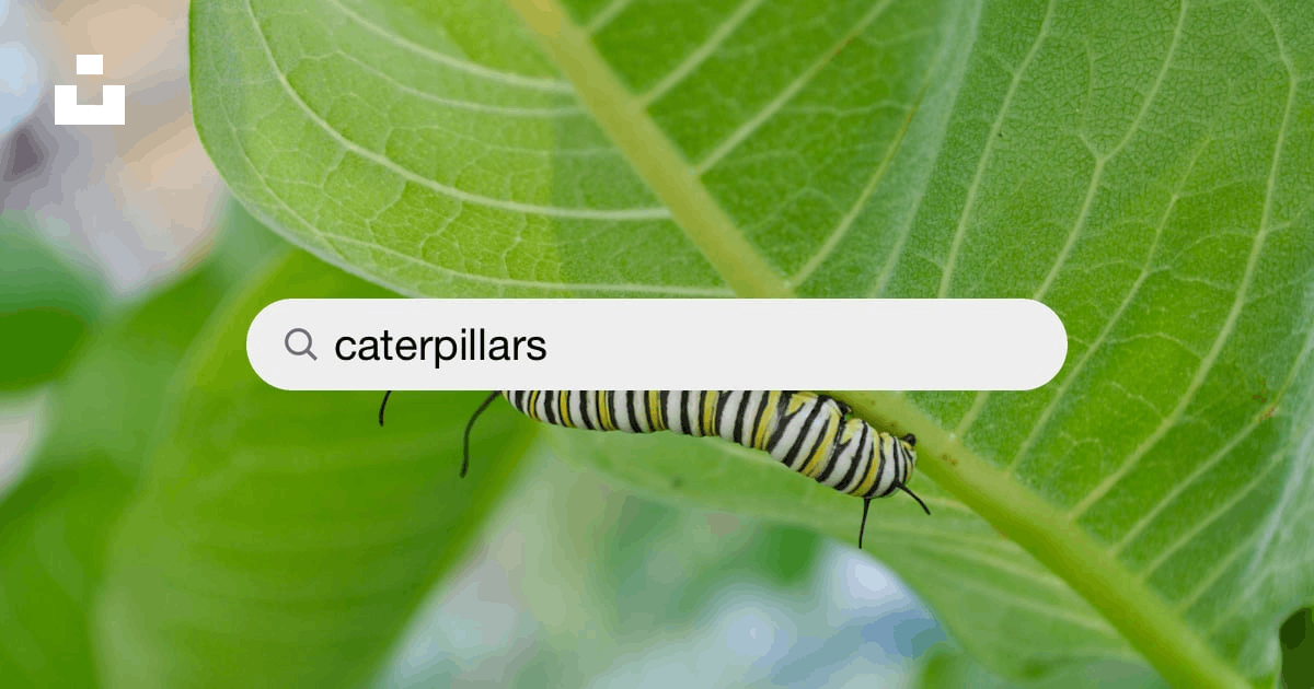 Caterpillars Pictures | Download Free Images on Unsplash