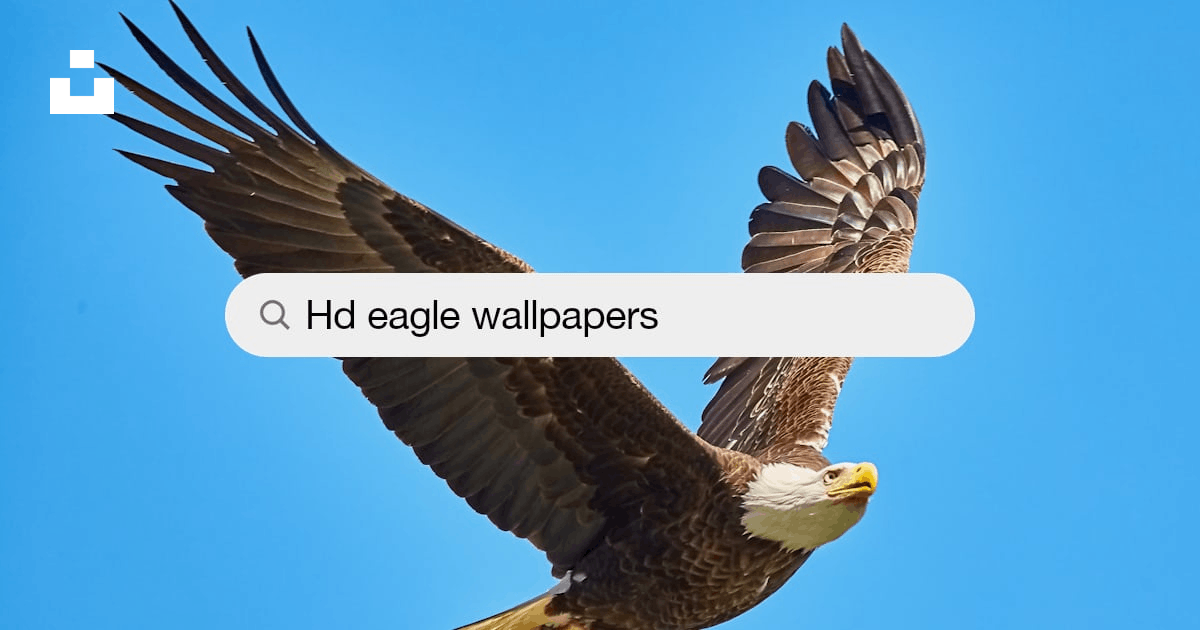 Eagle Wallpapers: Free HD Download [500+ HQ] | Unsplash
