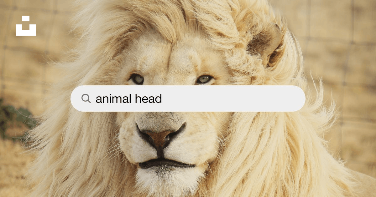 Animal Head Pictures | Download Free Images on Unsplash