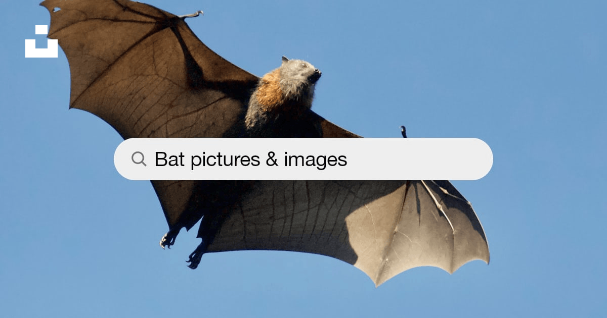 500+ Bat Pictures [HD] | Download Free Images on Unsplash
