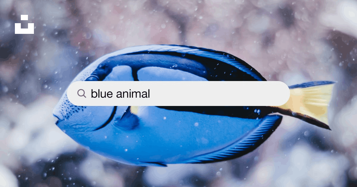 Blue Animal Pictures | Download Free Images on Unsplash