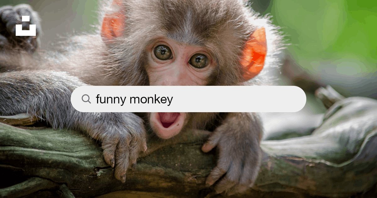Funny Monkey Pictures | Download Free Images on Unsplash