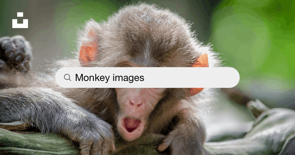 Best 500+ Monkey Pictures [HD] | Download Free Images & Stock Photos on  Unsplash