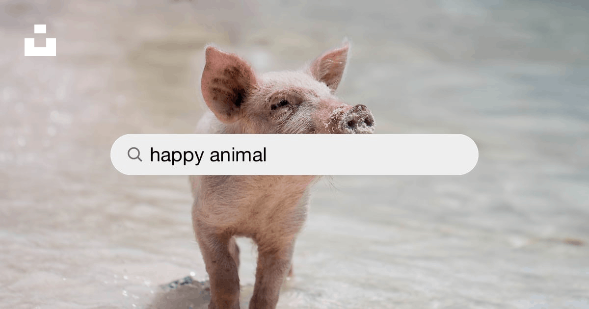 Happy Animal Pictures | Download Free Images on Unsplash