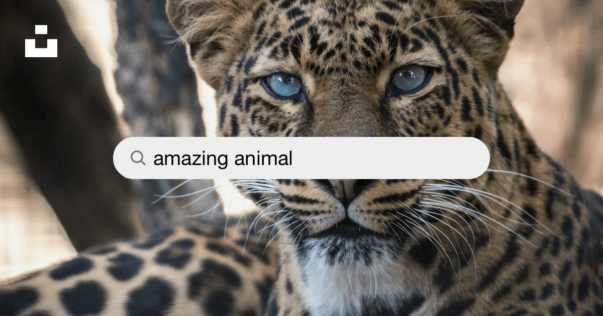 Amazing Animal Pictures | Download Free Images on Unsplash