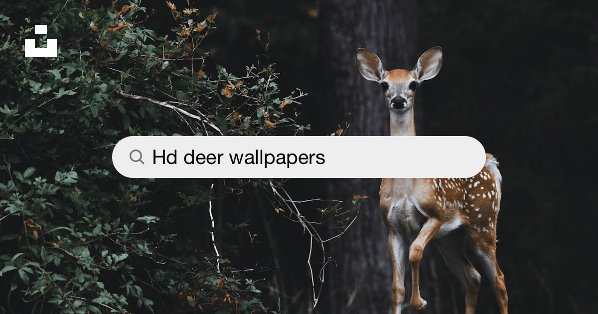 Deer Wallpapers: Free HD Download [500+ HQ] | Unsplash