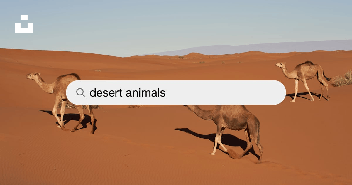Desert Animals Pictures | Download Free Images on Unsplash